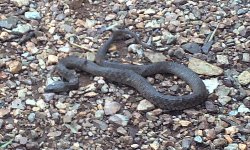 A venomous Western Brown Snake.