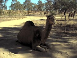 Camel enjoying a dust bath.