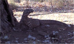 A 5' (1.5m) Goanna getting a feed of duck eggs.